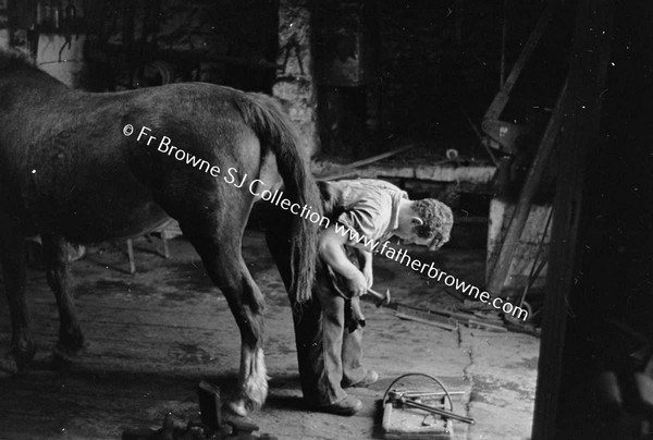 HORSE BEING BEING SHOD BY BLACKSMITH